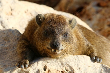 The hyrax lies on hot stones heated by the sun.
