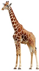 Giraffe standing gracefully on a white background