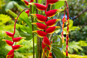 Tropical blossom pattern, tropical flowers background. Heliconia rostrata, the hanging lobster claw or false bird of paradise. - 786832853