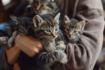 A person is holding four kittens in their arms