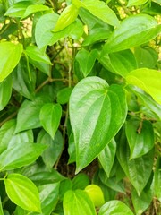 Fototapeta na wymiar green leaves background, herbal heart shape leaves
