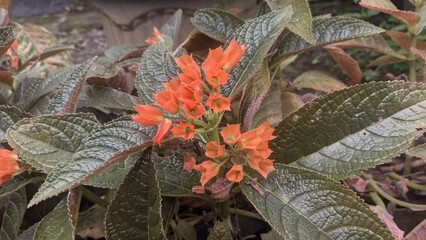 autumn leaves on a tree