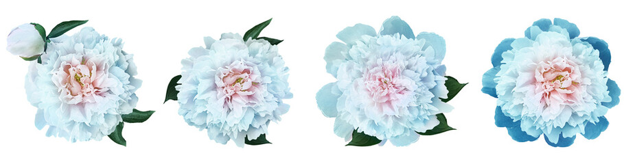 Watercolor set white-blue  peonies flowers on isolated background. Closeup. For design. Transparent background. Nature.	
