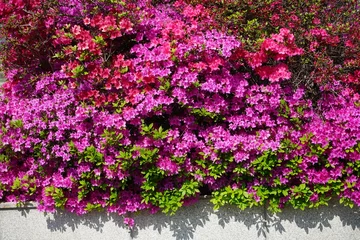 Abwaschbare Fototapete azaleas © David