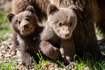 Two young brown bear cub in the forest. Portrait of brown bear, animal in the nature habitat - 786836098