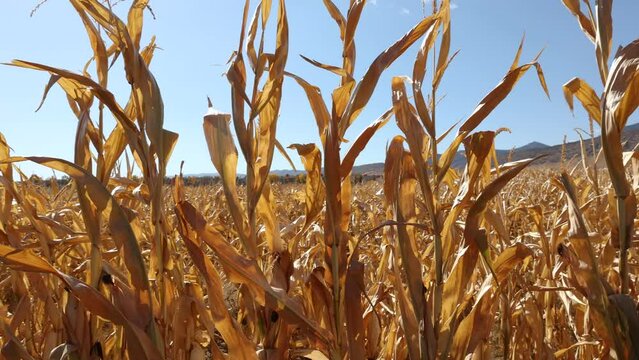 Close up of corn stalks in Autumn