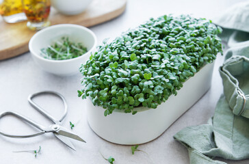 Microgreens of radishes in white  pot on white wooden background with scissors.