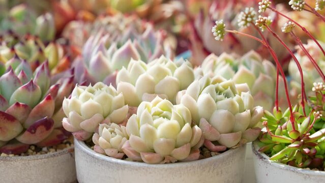 寒さと太陽光によってカラフルになった多肉植物エケベリア