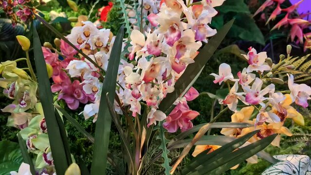 Close up of a piece of garden with various colorful orchids.