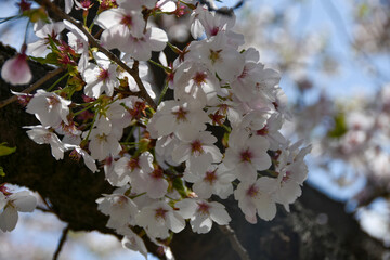日本の春　青空に映える桜