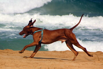 A dog on a walk in a city park.