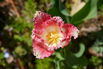 春の陽射しを浴びるピンク色のチューリップ