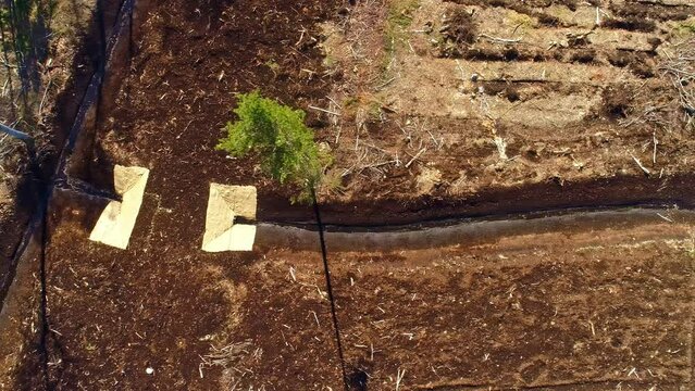 Aerial drone tops down deforested soil earth landscape after harvesting dry land cut down trees