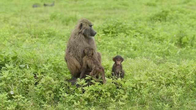 A Monkey Family with two Baby Monkeys in green grass