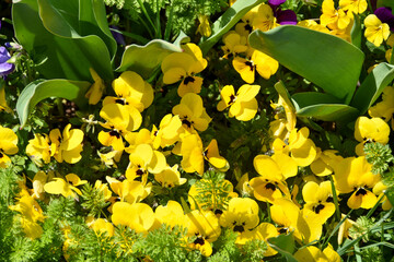 春の日差しを浴びる黄色のビオラ