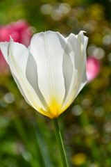 春の陽射しを浴びる白色のチューリップ