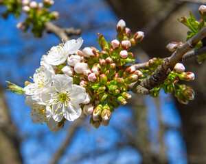 A flowering branch of a terrestrial plant with white flowers and pink buds. The tree branch is adorned with delicate petals.