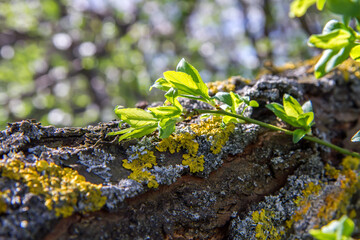 A branch of a tree adorned with lush green leaves, a symbol of plant life thriving in its terrestrial biome.