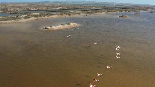Drone flying Flamingos Flying Over The Marsh In Do&ntilde;ana National Park In Andalucia, Spain. - aerial flight