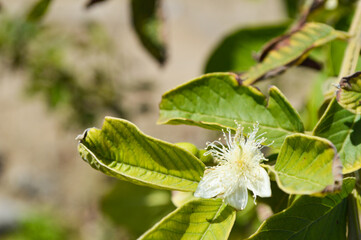 Obraz premium guava fruit flowers close up, nature home garden