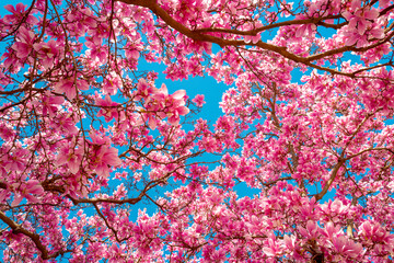 Spring bloom magnolia tree flowers. Blossom magnolia flower. Spring background. Blossom texture....