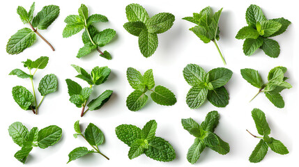 Mint leaves isolated on white background with clipping path