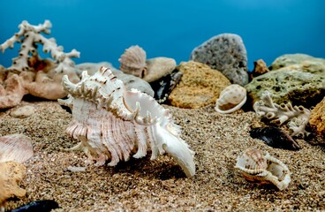 Chicoreus Ramosus Murex seashell underwater