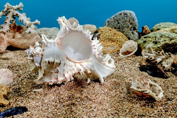Chicoreus Ramosus Murex seashell underwater