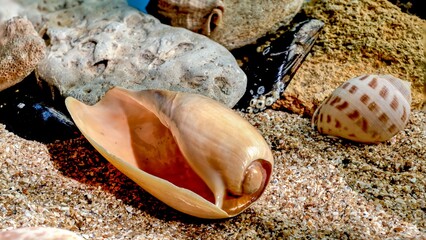 Ornate olive snail seashell underwater