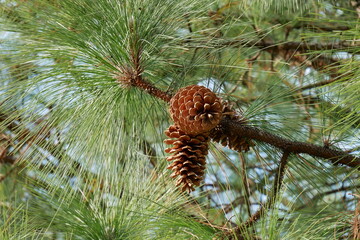 松ぼっくりの木