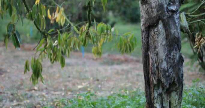 durian illness in the plantations,Durian disease ,in the durian garden

