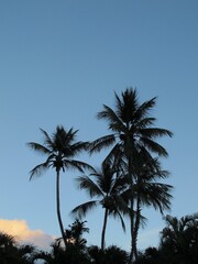 Fototapeta na wymiar Four coconut palms silouhetted agaisnt clear blue sky