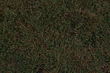 Grass. Top down view on green Grass.