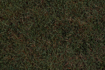 Grass. Top down view on green Grass.