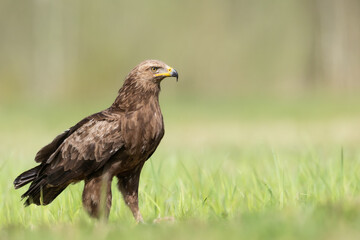 Naklejka na ściany i meble Birds of prey - Lesser Spotted Eagle Aquila pomarina bird on green meadow, hunting time