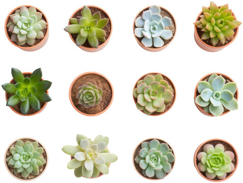 A variety of succulents in pots.