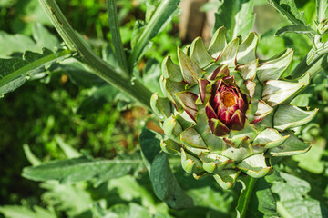 purple artichoke flower in the home garden