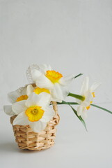 White and yellow daffodil flowers in a wicker basket on a white background. Postcard, place for text.