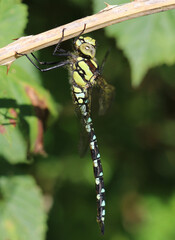 Blaugrüne Mosaikjungfer - Southern Hawker