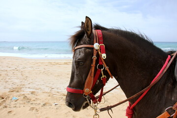 The horse is a domestic equid animal.