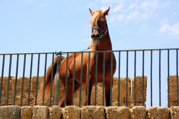 The horse is a domestic equid animal.