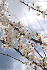 Branches of a blooming spring tree, white flowers against a background of blue sky and white clouds.