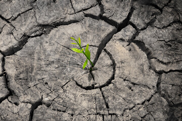 A small green plant is growing out of a crack in a rock. Concept of hope and resilience, as the...