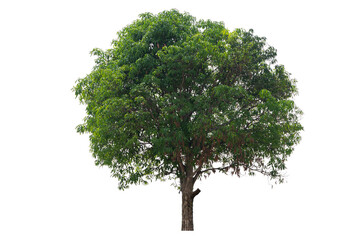 A large tree with green leaves stands alone on a white background. The tree is the main focus of...