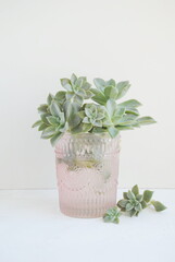 Green branches of succulents in a lilac glass glass on a white background