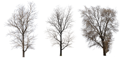 Dry branch of dead tree with cracked dark bark.beautiful dry branch of tree isolated on white background.Single old and dead tree.