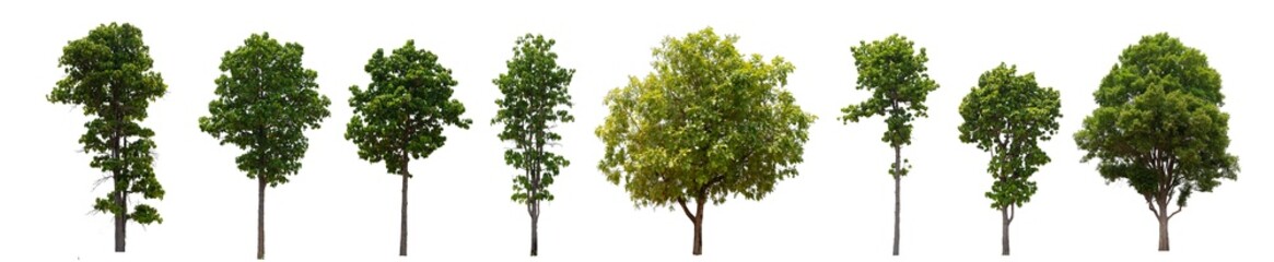 A row of trees are shown in various sizes and positions. The trees are all green and are lined up next to each other. - obrazy, fototapety, plakaty
