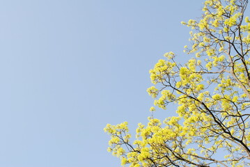 Branches of a blooming spring tree, yellow flowers against the blue sky. Background, place for text.