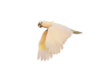Beautiful flying Triton Cockatoo parrot isolated on transparent background png file