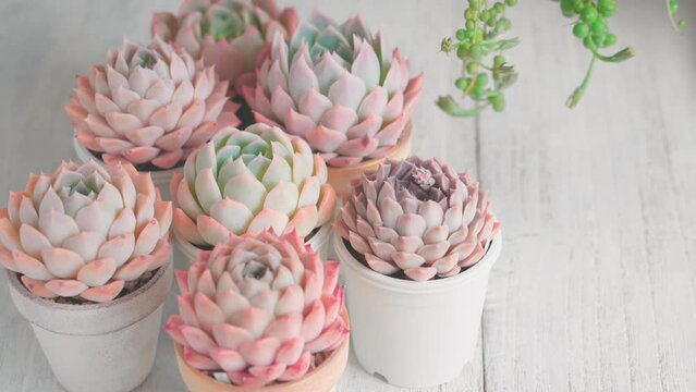 多肉植物エケベリアと風に揺れるグリーンネックレス